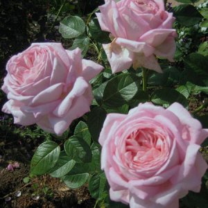 ЭМЕЙЗИНГ ГРЕЙС (AMAZING GRACE) чайно-гибридная роза