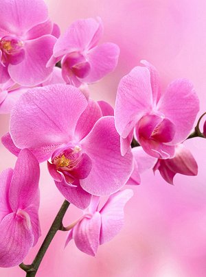 Фотообои Орхидея розовая 200х270 см