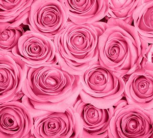 Фотообои Розы розовые фон 300х270 см