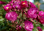 СИБЕЛИУС (SIBELIUS) Мускусная роза