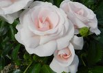 АСПИРИН РОУЗ (ASPIRIN ROSE) Флорибунда