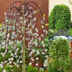 Ива козья Salix caprea  50/80 см
