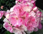 Пеларгония PAC Mosaic Pink /ЧЕРЕНОК
