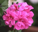 Пеларгония плющелистная Pink /ЧЕРЕНОК