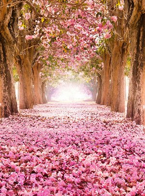 Фотообои Цветущие деревья