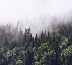Фотообои Туманный лес 2