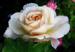 Крокус Роуз (Crokus Rose) Шраб