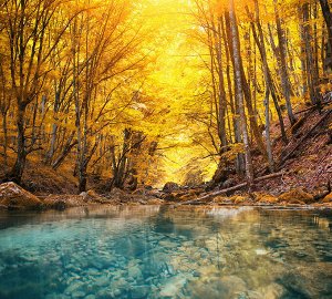 Фотообои Желтый лес