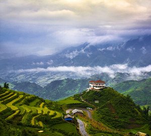 Фотообои Чайные плантации