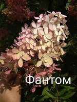 Гортензия метельчатая Фантом