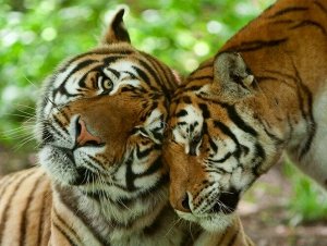 Холст с красками по номерам  "Пара красивых тигров"  30*40 см