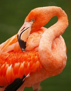 Холст с красками по номерам "Красивый фламинго 2"  30*40 см