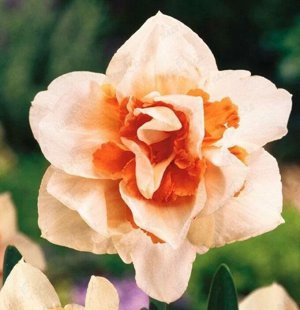 Replete Цена за упаковку, штук в упаковке: 2

Луковицы нарцисса Реплет (Replete), из которых вырастут шикарные цветы, порадуют вас и окружающих. На невысоком цветоносе расцветают в апреле-мае шикарные