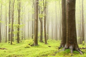 Фотообои Зеленый лес