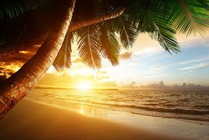 Фотообои Закат под пальмами