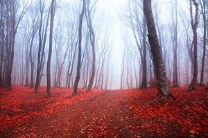 Фотообои Осенний лес в тумане