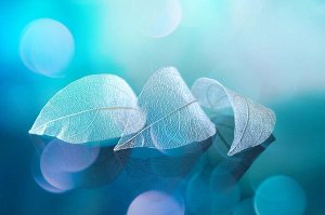 Фотообои Структурные листья в синих оттенках