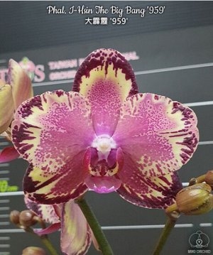 Phal. I-Hsin The Big Bang