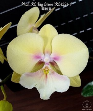 Phal. KS Big Stone