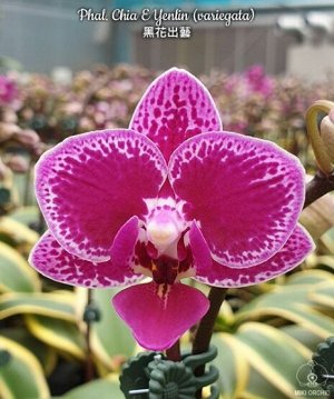 Phal. Chia E Yenlin (variegata)
