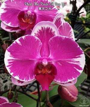 Phal. The Pride Of Ben Yu