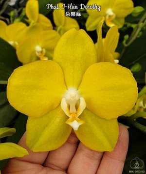 Phal. I-Hsin Dorothy