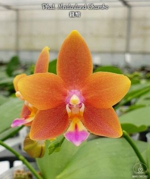 Phal. Meidarland Chambe