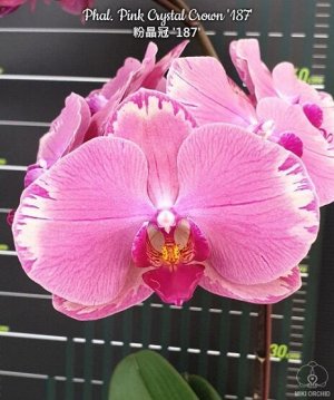 Phal. Pink Crystal Crown