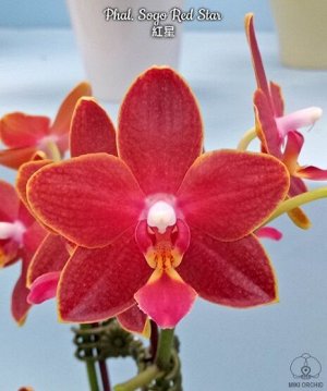 Phal. Sogo Red Star