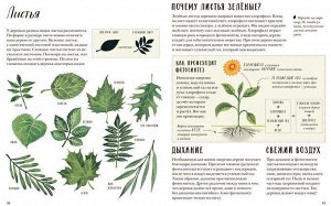 Природа вокруг нас: Растения и Деревья (2 книги в 1 томе-перевертыше)