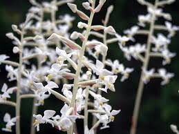 Лудизия - драгоценная орхидея