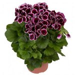 Пеларгония королевская Elegance Imperial /ЧЕРЕНОК