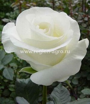 Роза Акито (ЧГ) Сербия