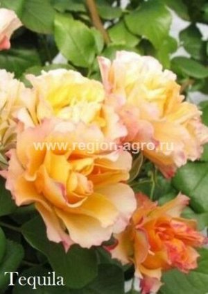 Роза Текила (Шраб) Сербия