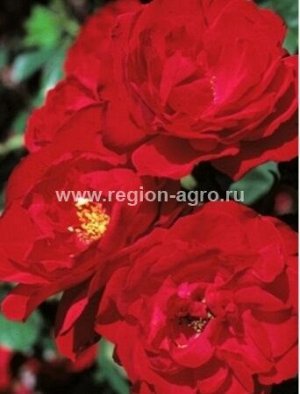 Роза Улмер Мунстер, шраб (Сербия)