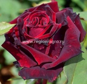 Роза Дива, ЧГ (Сербия)