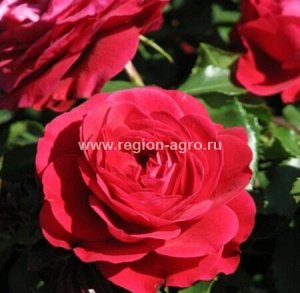 Роза Мона Лиза, флорибунда (Сербия)