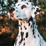 Огромный выбор ножниц для стрижки ваших любимцев