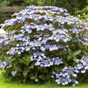 Черешковая гортензия Serrata Blue Bird