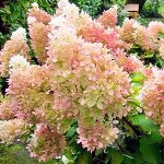 Диамантино пришла