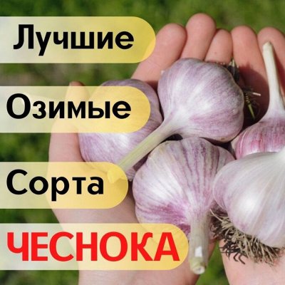 Лучшие сорта Озимого чеснока для ДВ. Количество ограничено )