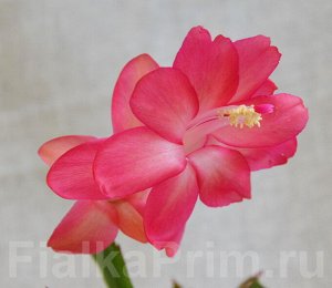 Шлюмбергера
