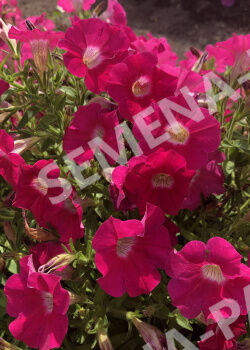 Семена Петуния  "Ма Шери" САРА F1 /многоцветковая полуампельная розовая ^(5шт в амп)