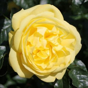 Роза Emil Nolde rose