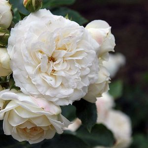 Роза Friedenslicht / Memorial Rose
