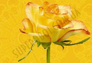 Фотообои Желтая роза
