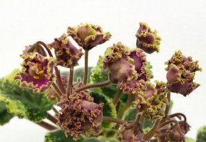 Фиалка Розовые полумахровые колокольчики с орхидной каймой и золотистой рюшкой. Средне - зелёная с пёстрым листва.