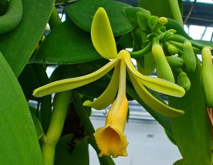 Vanilla planifolia вариегатная