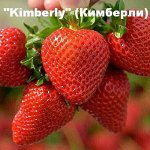 Клубника «Kimberly» (Кимберли)