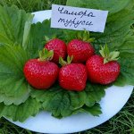 Чамора Туруси